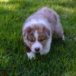 Snickers - Red merle Australian Shepherd puppy in Chester, South Carolina from Faith Built Ranch