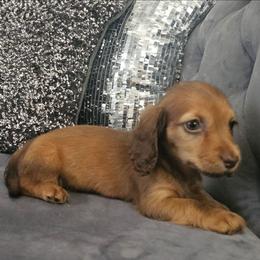 Party animal - Red female Dachshund puppy in Citra, Florida from My Loyal Treasures