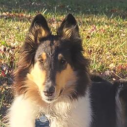 Sasha - Collie
