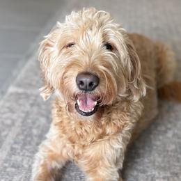 Stella - Goldendoodle