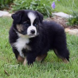 Timmy - Black tri male Miniature Australian Shepherd puppy in Evant, Texas from Lazy VT Bar Ranch