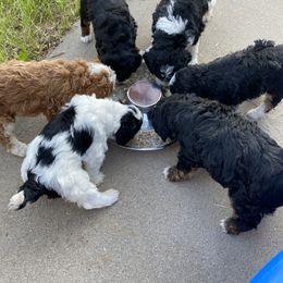 Bernedoodle Puppies from Scarlett Doodles