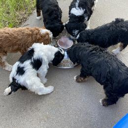 Bernedoodle Puppies from Scarlett Doodles