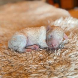 Georgia - Cream female Goldendoodle puppy in Millville, California from Hope Lane Kennels