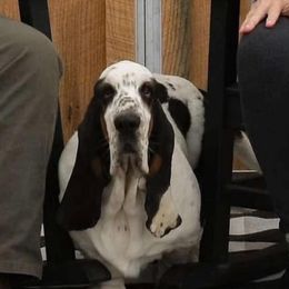Huck - Basset Hound