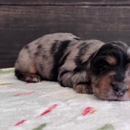 Daffy Duck - Dapple male Dachshund puppy in Dothan, Alabama from Little House Pups