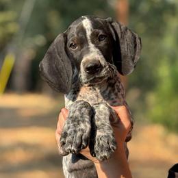 Oregano - blue collar - Black roan male German Shorthaired Pointer puppy in Mokelumne Hill, California from Underhill GSP
