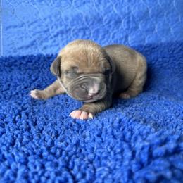 Blue Fawn - Blue fawn male American Bully puppy in Union County, North Carolina from XLRG BULLIES