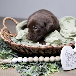 Labrador Retriever Puppies from AGL Retrievers