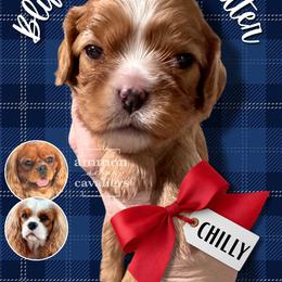 Chilly - Ruby female Cavalier King Charles Spaniel puppy in Ammon, Idaho from Ammon Acres Cavaliers