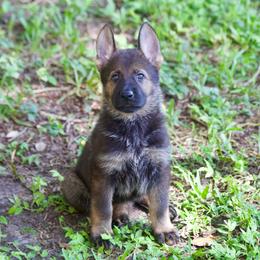 Bozena - Sable female German Shepherd puppy in Leesburg, Florida from RoyalWork K9