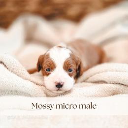 Mossy - Red  male Goldendoodle puppy in Punta Gorda, Florida from Transformation Acres Goldendoodle
