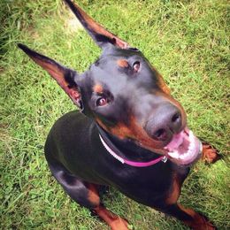 Doberman Pinschers from SuperDobermans