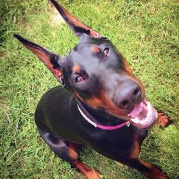 Doberman Pinschers from SuperDobermans
