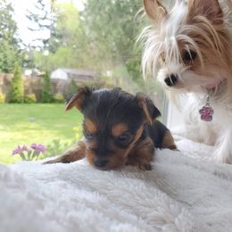 Biewer Terrier and Yorkshire Terrier Puppies from 1.StarDreamPups