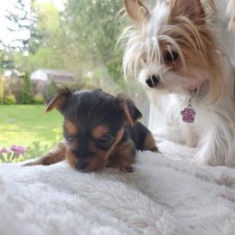 Biewer Terrier and Yorkshire Terrier Puppies from 1.StarDreamPups
