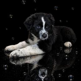 Breeze - Black & white male Australian Shepherd puppy in Dalton, Georgia from Furtabulous Paws Australian Shepherds & Border Collies