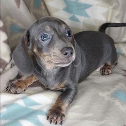 WANDA: BLUE-TAN BRINDLE - Blue and tan female Dachshund puppy in Swink, Oklahoma from Palali Farm