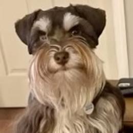 Rikki - Miniature Schnauzer