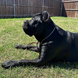 Ira - Black female Cane Corso puppy in Beech Island, South Carolina from Relic Cane Corso