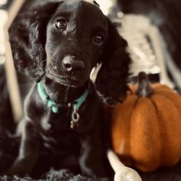 Dachshund Puppies from Desert Dachshunds