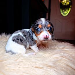 Delilah - Dapple female Dachshund puppy in Washburn, Tennessee from Clinch Mountain Dachshunds