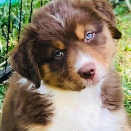 Australian Shepherd Puppies from Black Canyon Corral Aussies