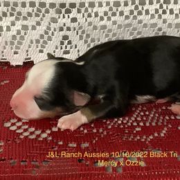 Boy 3 - Black Miniature Australian Shepherd puppy in Freeport, Texas from J&L Ranch Aussies