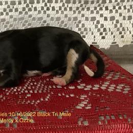 Boy 3 - Black Miniature Australian Shepherd puppy in Freeport, Texas from J&L Ranch Aussies