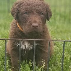 Chesapeake Bay Retrievers and Labrador Retrievers from Big Sioux Retrievers