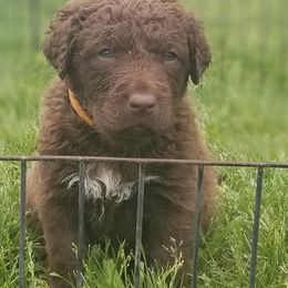 Chesapeake Bay Retrievers and Labrador Retrievers from Big Sioux Retrievers