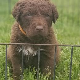 Chesapeake Bay Retrievers and Labrador Retrievers from Big Sioux Retrievers