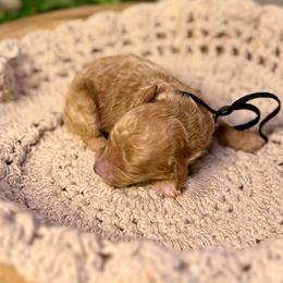 Gnarly (yellow) - Red  male Goldendoodle puppy in Haltom City, Texas from Ohana Doodles