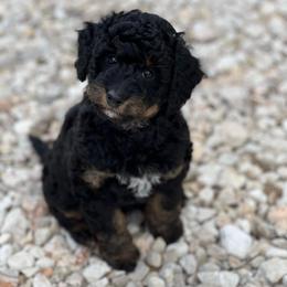 Maverick - Black phantom male Aussiedoodle puppy in Liberty, Texas from Poodles and Doodles Most Excellent Adventures