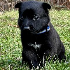 Belgian Malinois Puppies from Battle Road K9