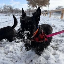 Scottish Terrier puppies from Johnson's Highland Terriers