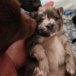 Mable - Blue merle female Pomeranian puppy in Pass Christian, Mississippi from Cristina Cammarota
