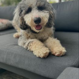 Marilyn Monroe - Bernedoodle