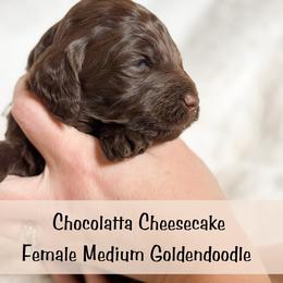 Spot 7 - Chocolate female Goldendoodle puppy in Redmond, Oregon from Bourbon and Lace Doodles