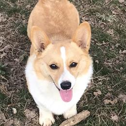 Wilson - Pembroke Welsh Corgi