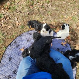 Aussiedoodle Puppies from Lotadoodle Farms