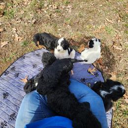 Aussiedoodle Puppies from Lotadoodle Farms