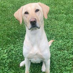 Nala - Labrador Retriever