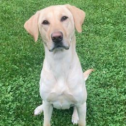 Nala - Labrador Retriever