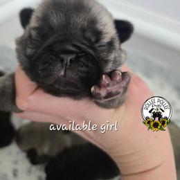 Girl 3 - Fawn female Pug puppy in Keysville, Georgia from Rollee Pollee Pugs