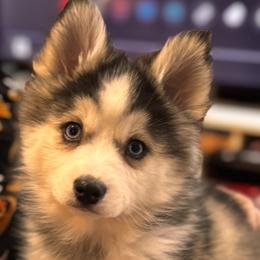 Katie - Silver and white female Pomsky puppy in Bolingbrook, Illinois from Angel's Creek Pomskies