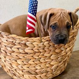 Blue collar - Red male Boerboel puppy in Livingston, Texas from Peterbuilt Boerboel