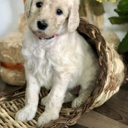 Old English Sheepdog, Poodle, and Sheepadoodle Puppies from Mountain Peak Doodles