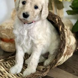 Old English Sheepdog, Poodle, and Sheepadoodle Puppies from Mountain Peak Doodles
