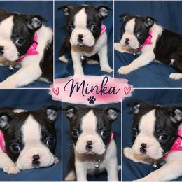 Minka Ready to Go - Black brindle and white female Boston Terrier puppy in Brooksville, Florida from I Love Pups
